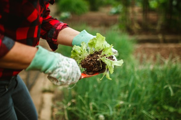Quels sont les meilleures techniques pour cultiver des légumes-feuilles en serre urbaine?